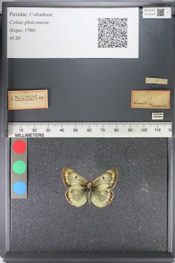 Media type: image;   Entomology 125351